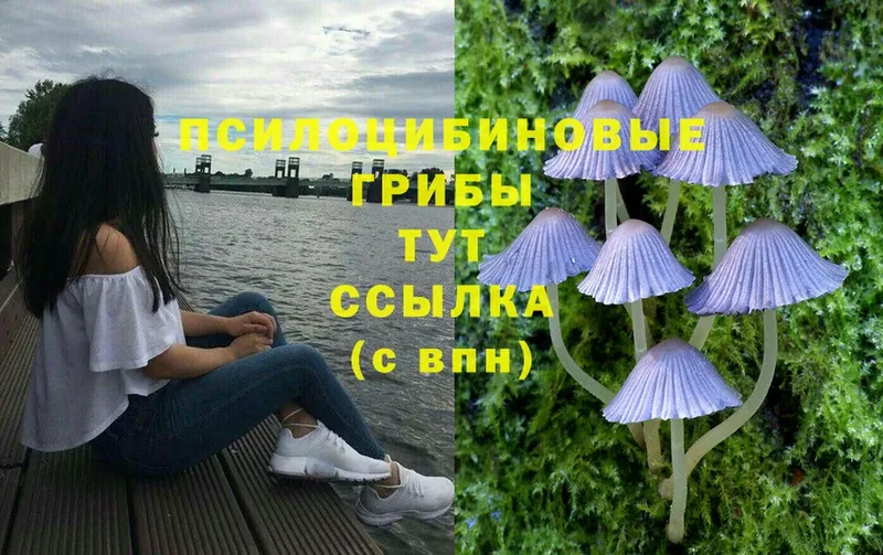 Галлюциногенные грибы MAGIC MUSHROOMS  это клад  Борзя  MEGA ТОР 